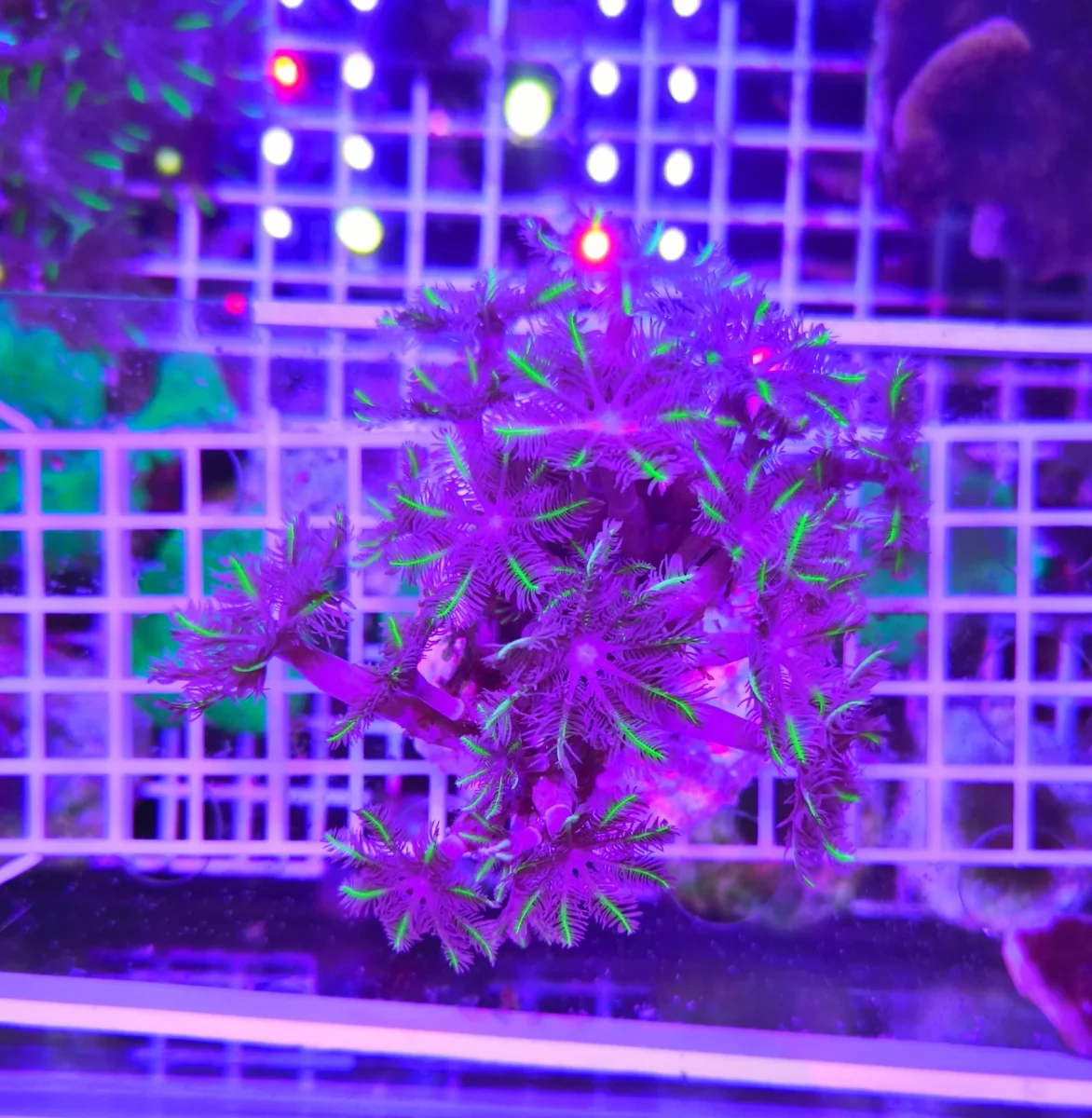 Anthelia papaya moustache, medium - immagine 2