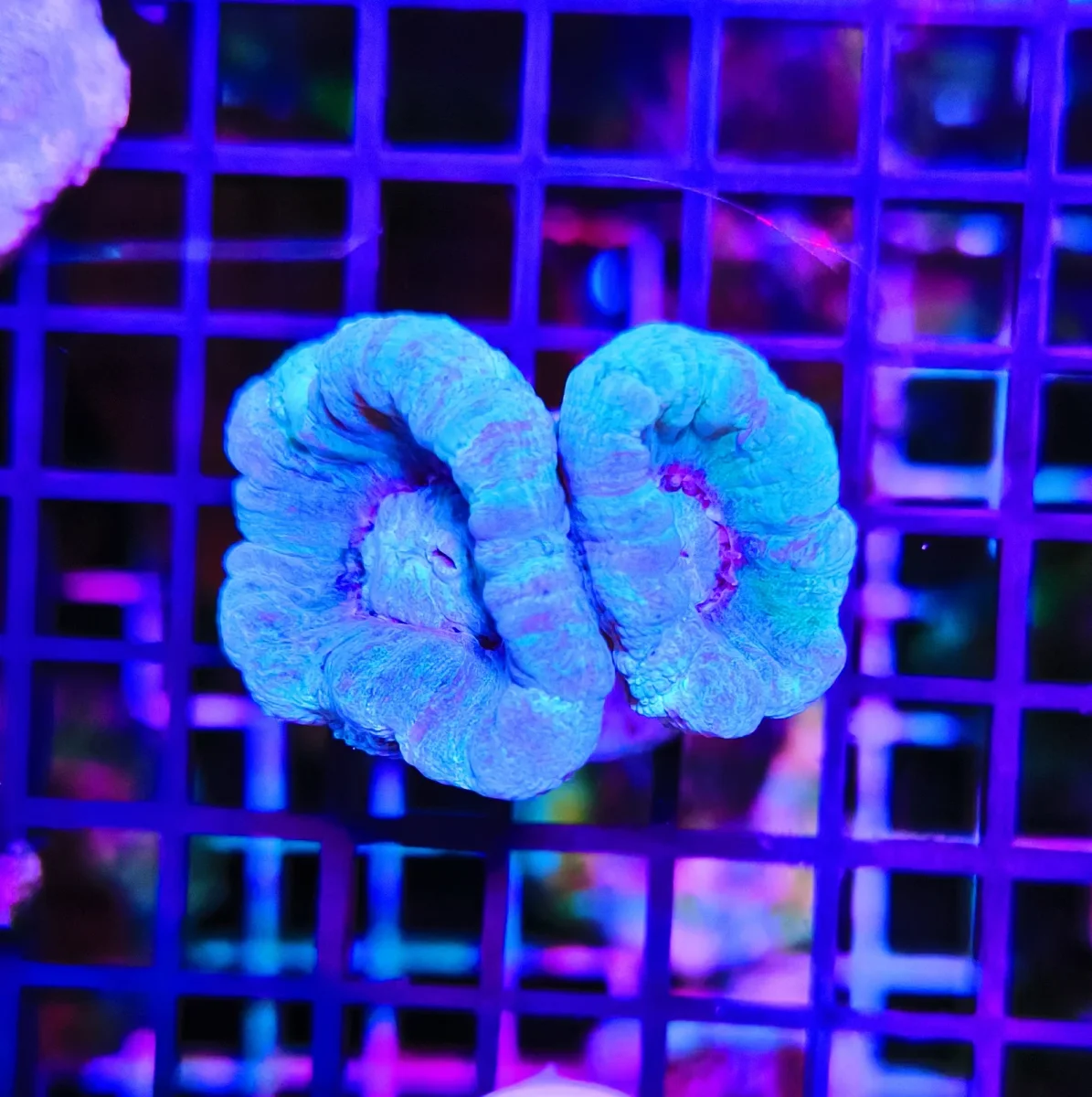 Caulastrea furcata sky blue – 2 calici - immagine 3