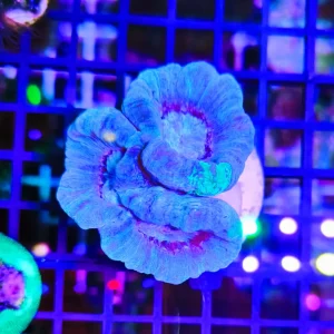 Caulastrea furcata sky blue turtle – 3 calici – WYSIWYG