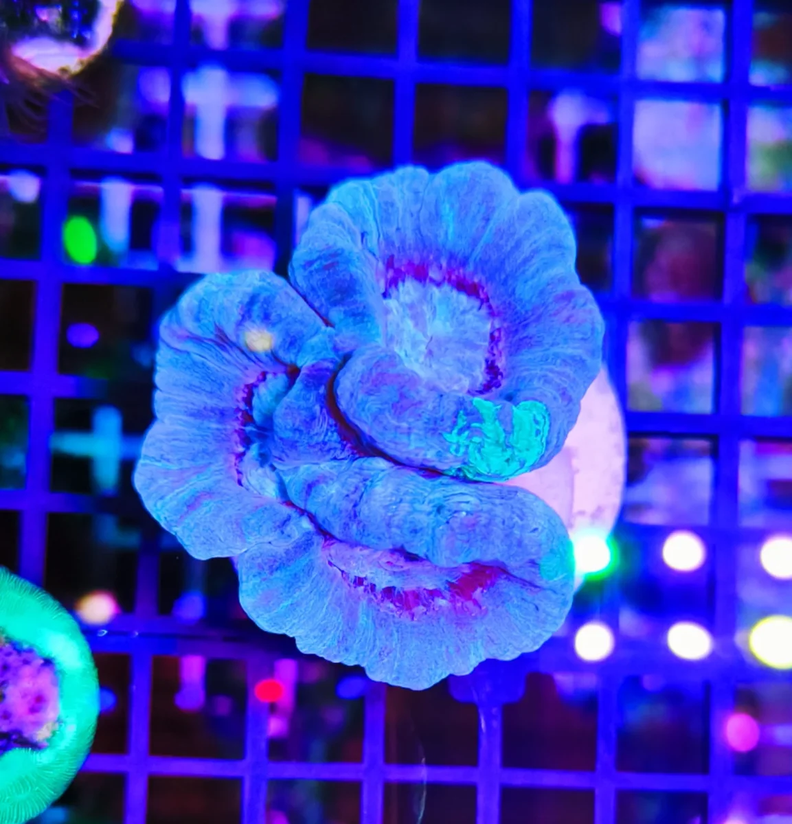 Caulastrea furcata sky blue turtle – 3 calici – WYSIWYG - immagine 2