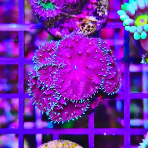 Blastomussa merletti dark sky – 6-7 calici