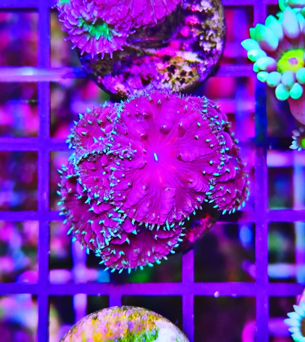 Blastomussa merletti dark sky – 6-7 calici