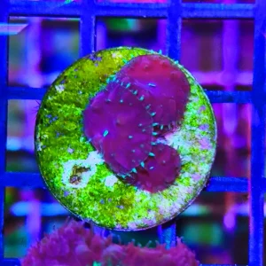 Blastomussa merletti dark sky – 3 calici