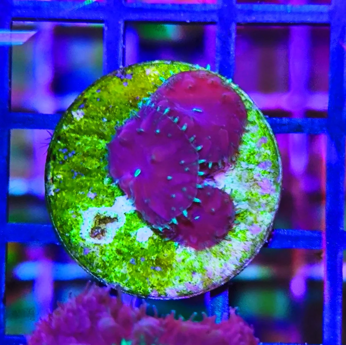 Blastomussa merletti dark sky – 3 calici