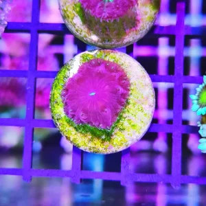 Blastomussa merletti dark sky – 1 calice