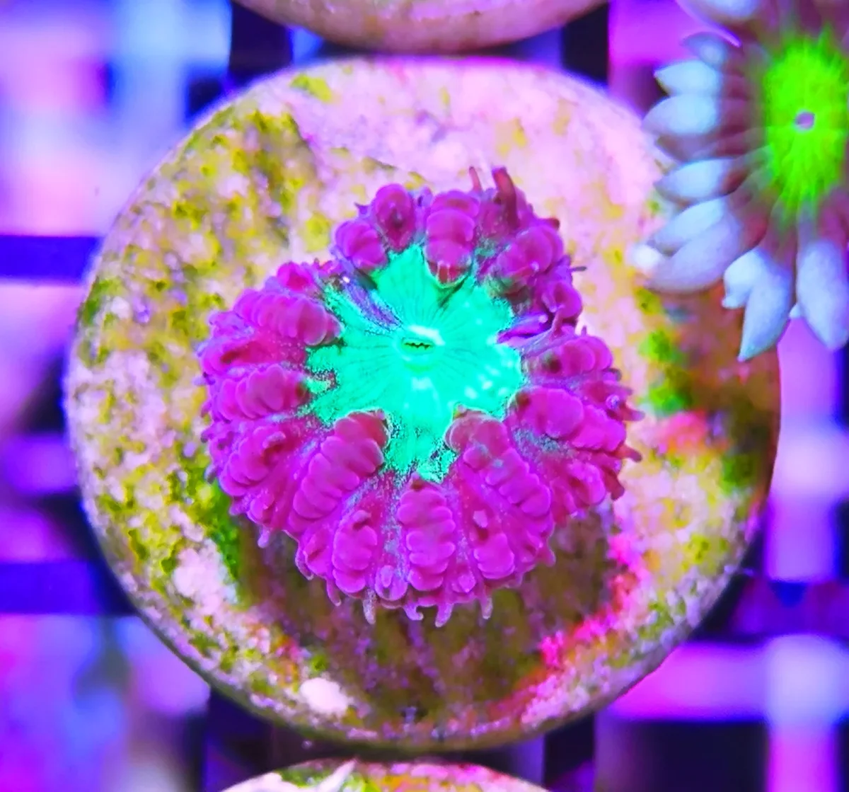 Blastomussa merletti – 1 calice - immagine 3