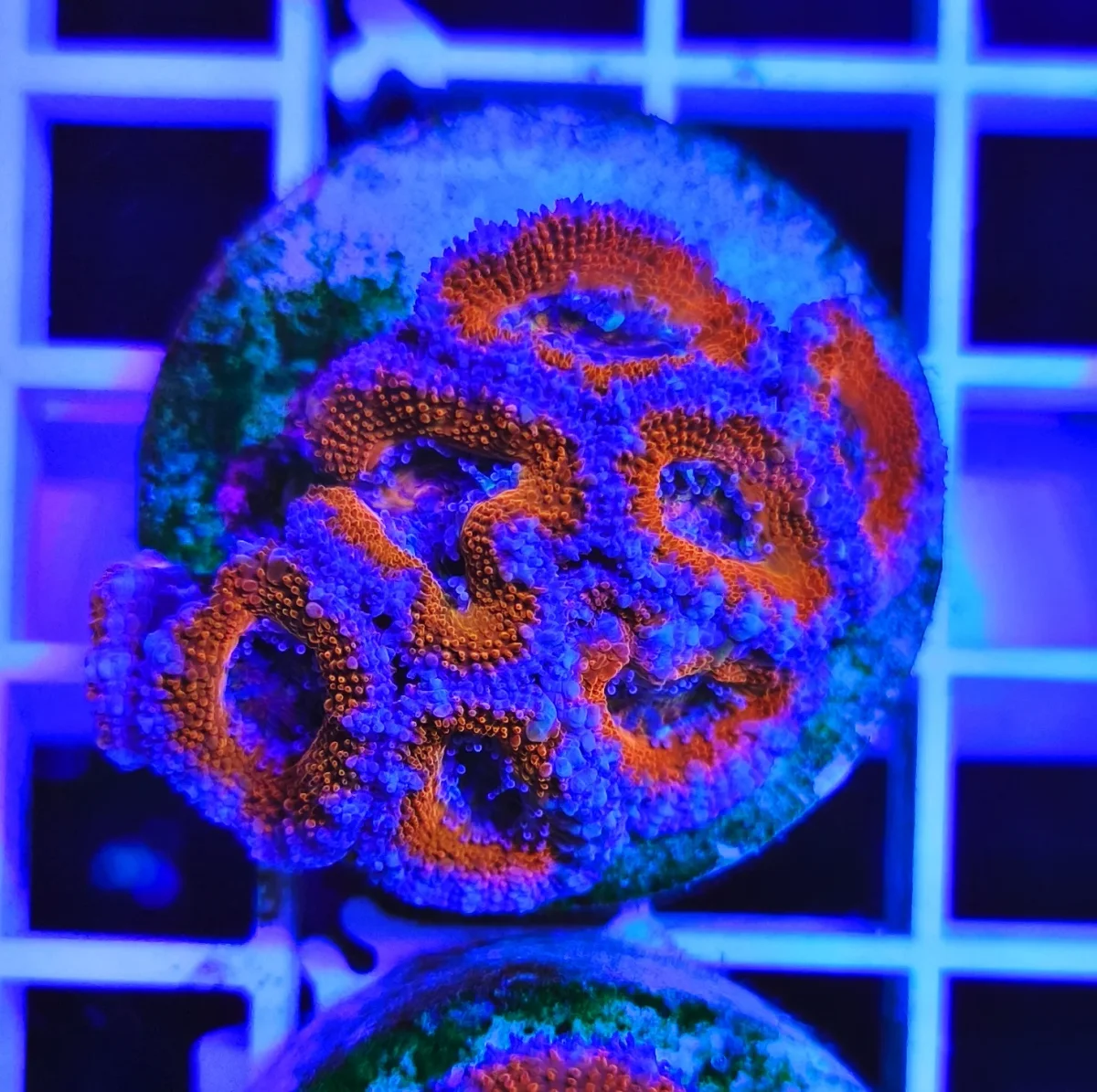 Acanthastrea lordhowensis – medium - immagine 3