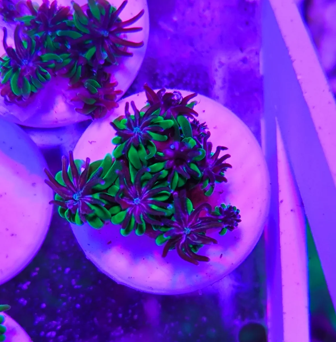 Galaxea fascicularis – green - immagine 2