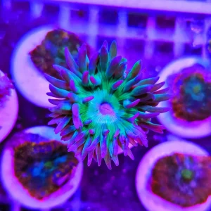 Duncanopsammia axifuga – un calice