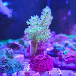 Capnella imbricata green ultra – taglia media