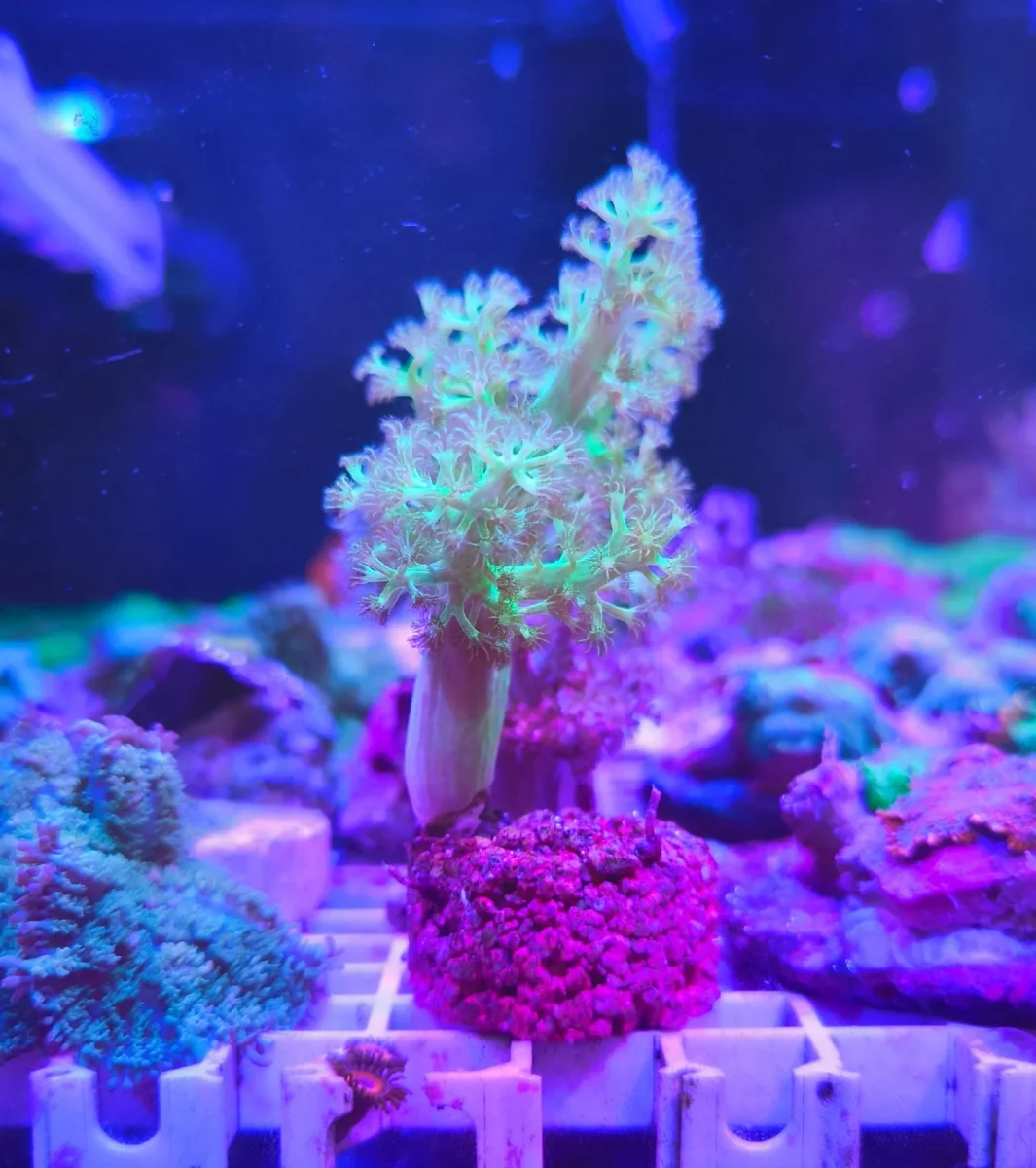 Capnella imbricata green ultra – taglia media