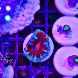 Acanthastrea lordhowensis “fire and ice”- small