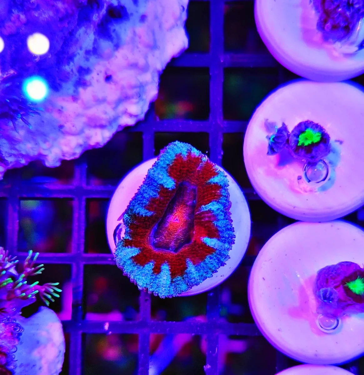 Acanthastrea lordhowensis “fire and ice”- small - immagine 2