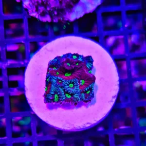 Favites pentagona, “war coral” – medium