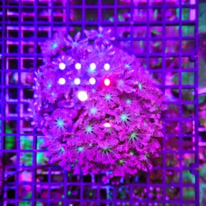 Anthelia papaya “pink cotton candy”, taglia grande