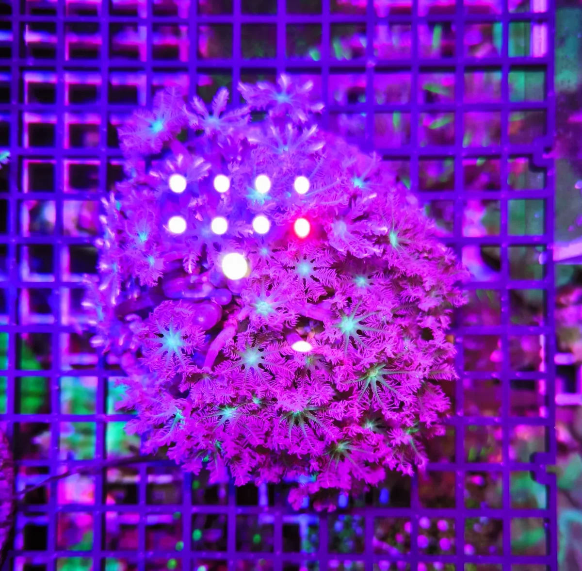 Anthelia papaya “pink cotton candy”, taglia grande