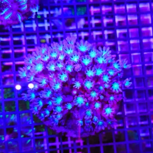 Anthelia papaya “green ufo”, taglia grande