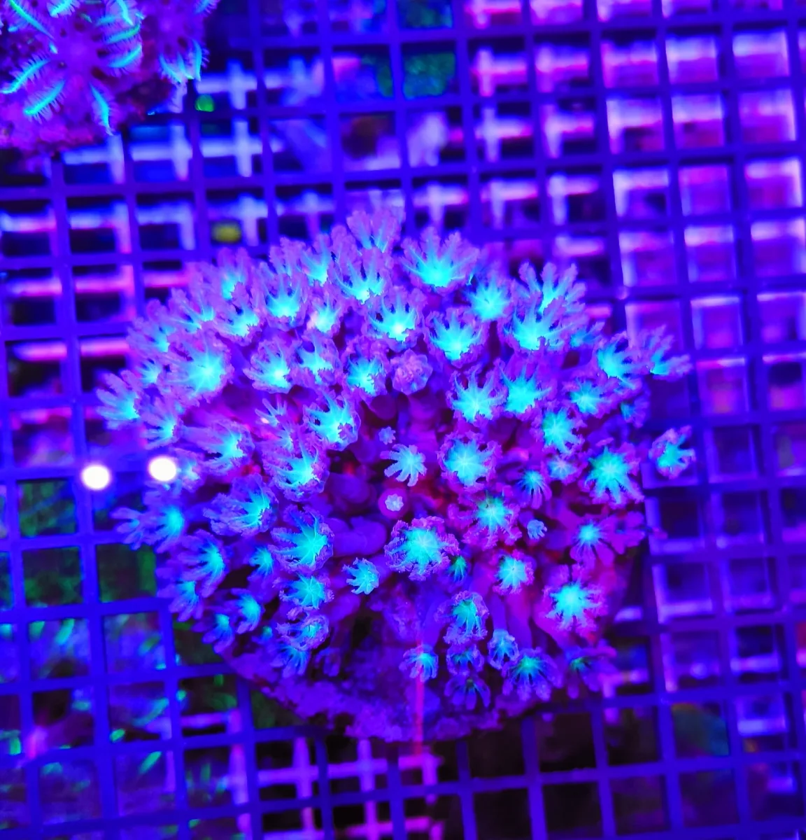 Anthelia papaya “green ufo”, taglia grande