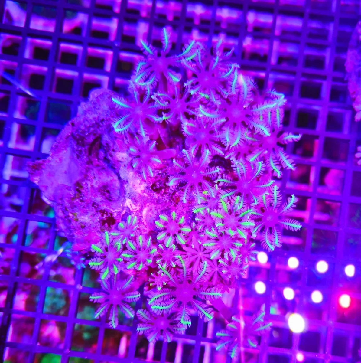 Anthelia papaya “mixture”, taglia grande