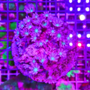 Anthelia papaya “pink cotton candy”, taglia medio-grande