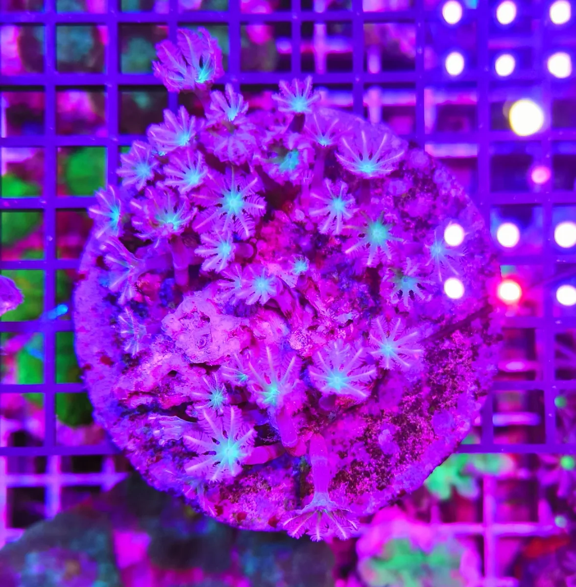 Anthelia papaya “pink cotton candy”, taglia medio-grande - immagine 2