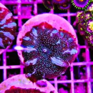 Discosoma “cat whiskers”