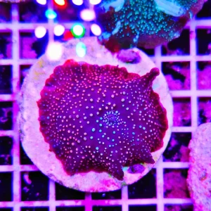 Discosoma “bloody sky”