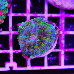 Rhodactis green toad