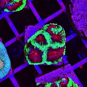 Favia sp. “devil eyes” – small – ALLEVATE DA NOI