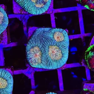 Favia sp. “yellow eyes” – small – ALLEVATE DA NOI