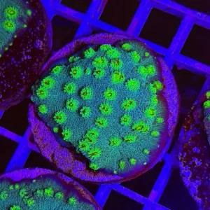 Echinopora lamellosa “hollywood stunner” – large