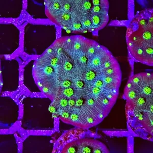 Echinopora lamellosa “hollywood stunner” – small