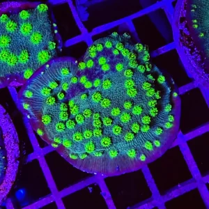 Echinopora lamellosa “hollywood stunner” – medium