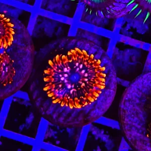 Zoanthus utter chaos – grado A – un polipo