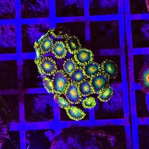 Zoanthus lemon gorilla – small, GRADO A WYSIWYG