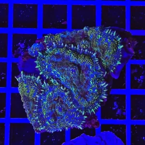 Rhodactis Ashspark Jade – COLONIA 4-5 polipi