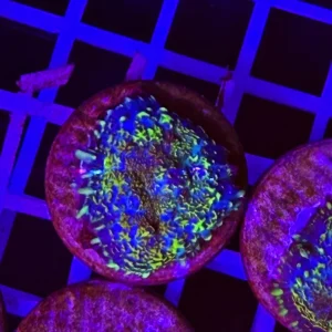 Rhodactis Grey Dotted Emerald