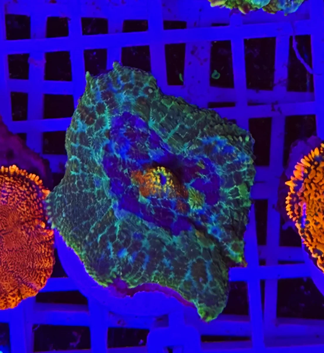 Rhodactis Orange Core Sentinel - immagine 2