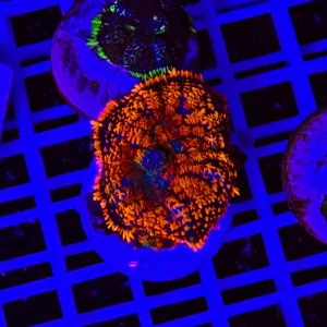 Rhodactis Neon Inferno