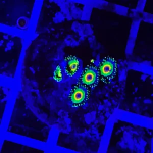 Zoanthus rasta – small, GRADO A 4-5 polipi