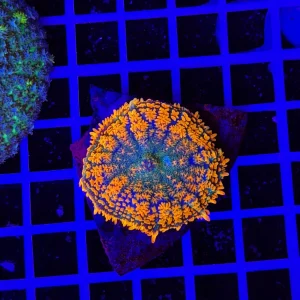 Rhodactis Blazing Sunstrike