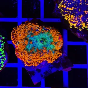 Rhodactis Fluoro Heart Inchoa