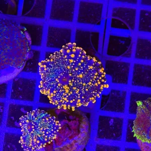 Rricordea apricot frost