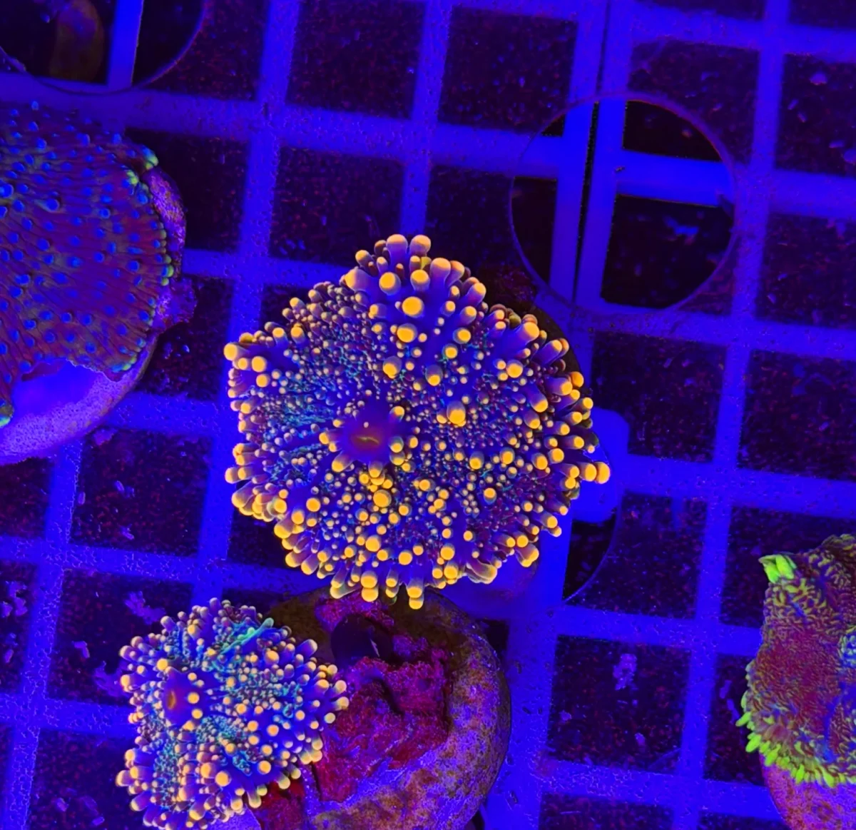 Rricordea apricot frost - immagine 2