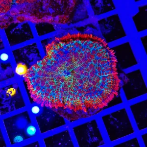 Rhodactis Cyber Leaf Matrix