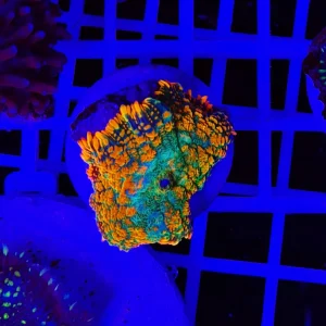 Rhodactis Fluoro Heart