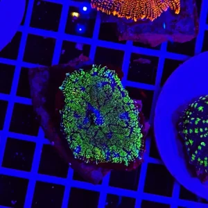 Rhodactis Greenboard Pulse