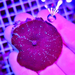 Discosoma Frosted Merlot