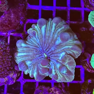 Nemenzophyllia turbida green – media