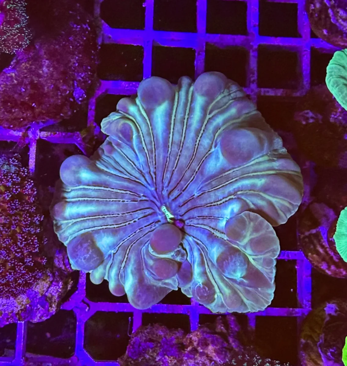 Nemenzophyllia turbida green – media